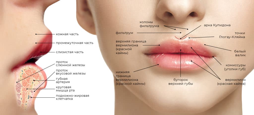 Анатомия губ